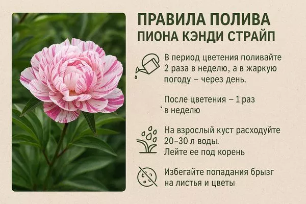 полив пиона Кэнди страйп
