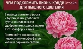 подкормки для пышного цветения Кэнди страйп