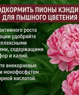 подкормки для пышного цветения Кэнди страйп