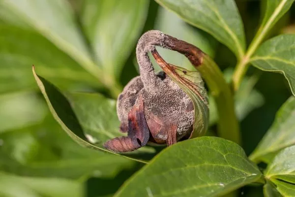 серая гниль у пиона Кэнди страйп