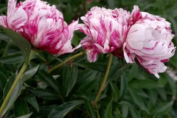 побеги, листва, бутоны пиона Кэнди страйп
