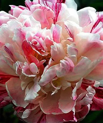 цветок Кэнди страйп крупным планом