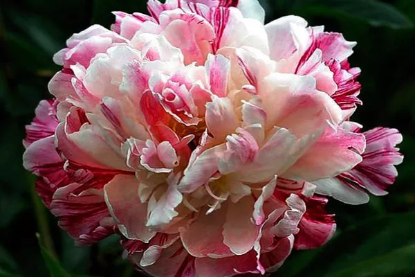 цветок Кэнди страйп крупным планом