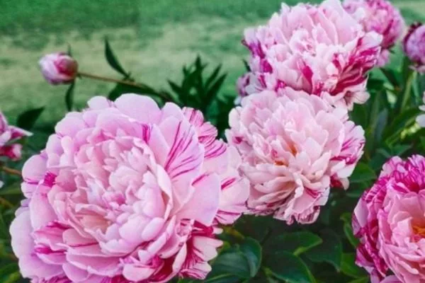 цветущие кусты сорта Кэнди страйп