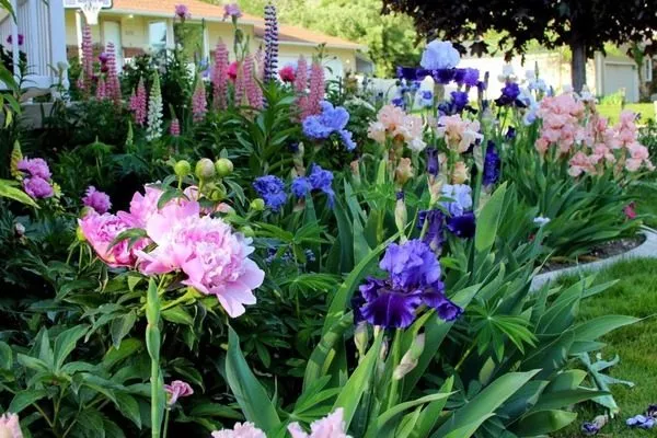 пионы Кэнди страйп в цветнике