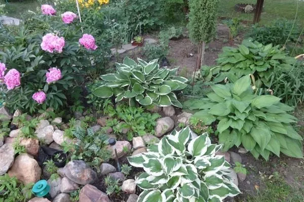 пион Кэнди страйп на клумбе с хостами