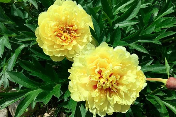 пион пиона Сонома Хало8