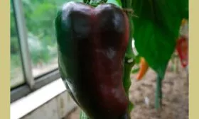 плод перец Испанский бык6