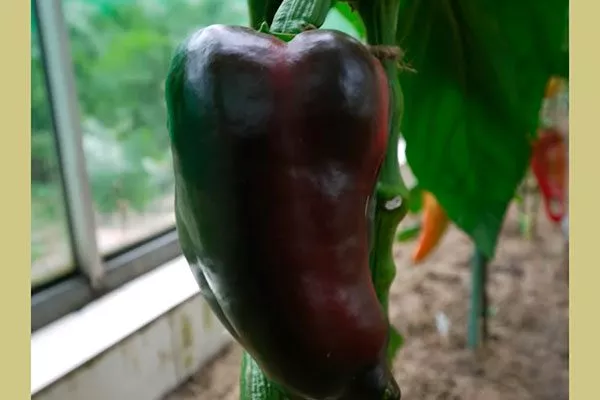 плод перец Испанский бык6