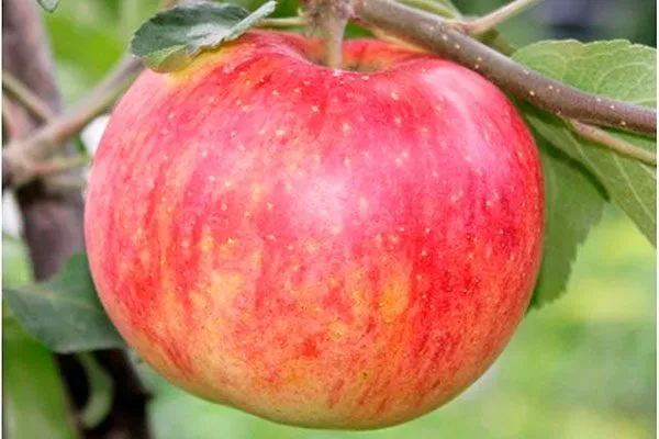 плод сорт яблок Осеннее полосатое12