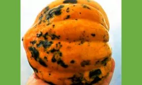 плод тыквы Акорн6