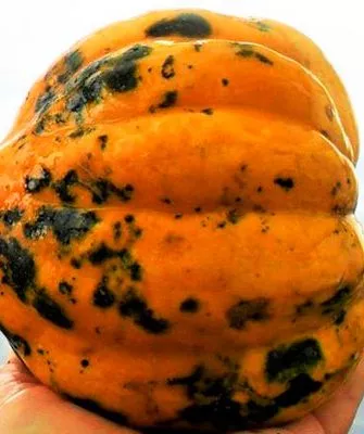 плод тыквы Акорн6