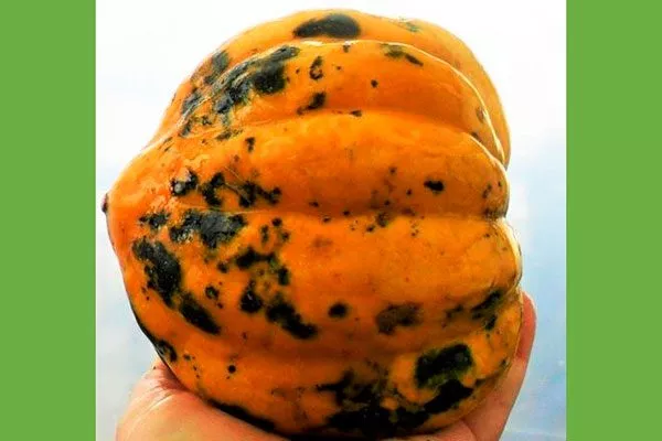 плод тыквы Акорн6