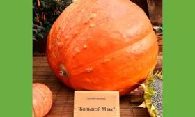 плод тыквы Большой Макс6