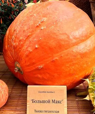 плод тыквы Большой Макс6