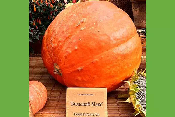 плод тыквы Большой Макс6