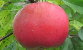 плод яблок Веньяминовское2