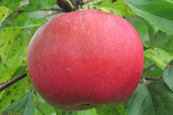 плод яблок Веньяминовское2