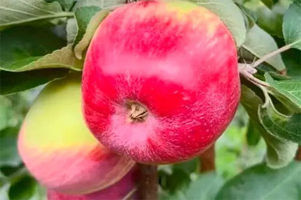 плод яблони Арбат7