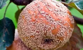 Плодовая гниль (монилиоз) яблони Сирена4