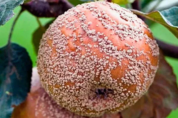 Плодовая гниль (монилиоз) яблони Сирена4