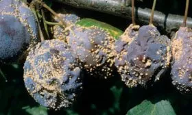 Плодовая гниль Слива Персиковая Мичурина8