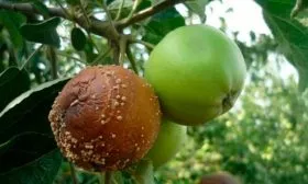 Плодовая гниль яблони Красное раннее17
