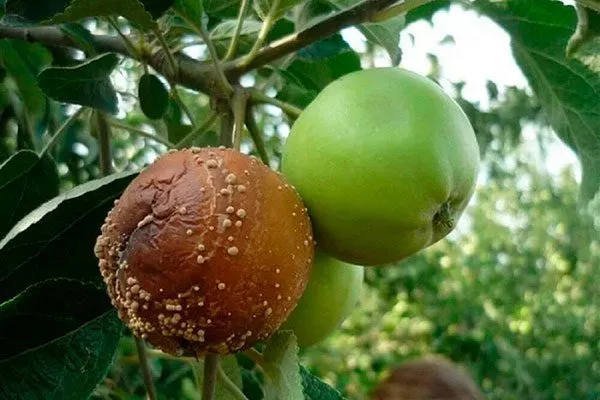 Плодовая гниль яблони Красное раннее17