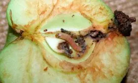 Плодожорка яблони Сирена5