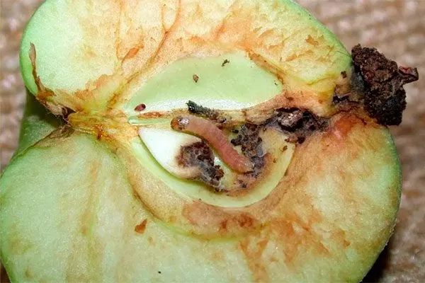 Плодожорка яблони Сирена5