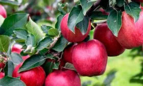 плодв на ветке яблони Байя Мариса8