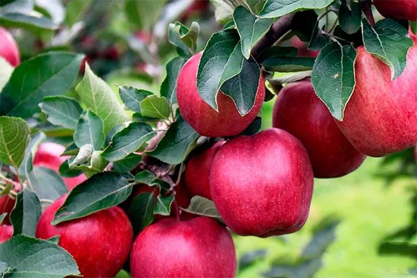 плодв на ветке яблони Байя Мариса8