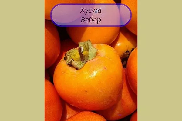 плоды хурмы Вебер9