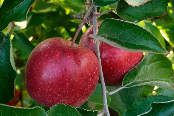 плоды и листья яблони Чёрный принц5