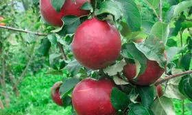 плоды на ветке