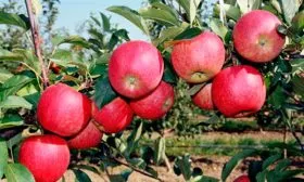 плоды на ветке яблони Апорт15