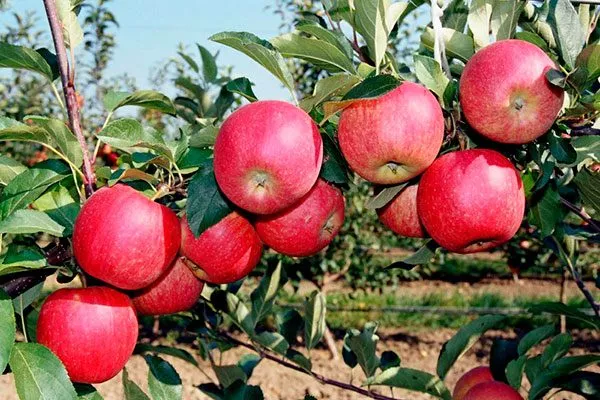 плоды на ветке яблони Апорт15