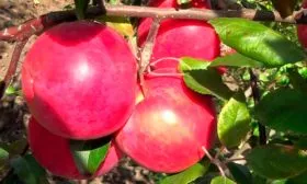 плоды на ветке яблони Сирена6