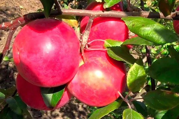 плоды на ветке яблони Сирена6