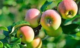 плоды на ветке яблони Свежесть5