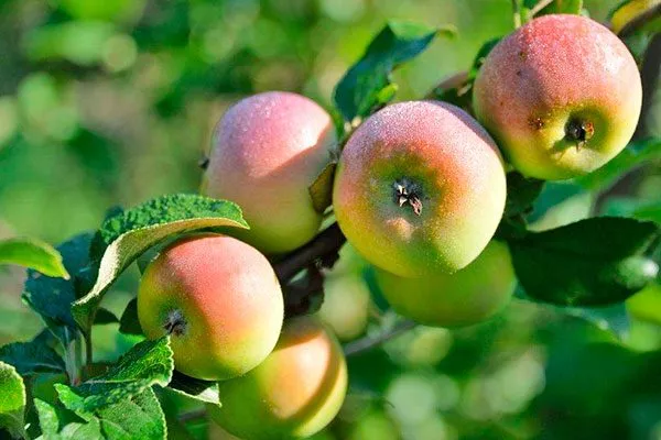 плоды на ветке яблони Свежесть5