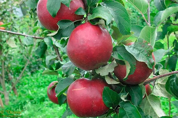 плоды на ветке