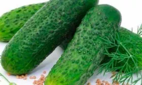 плоды огурцов Диригент6