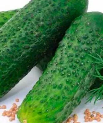 плоды огурцов Диригент6