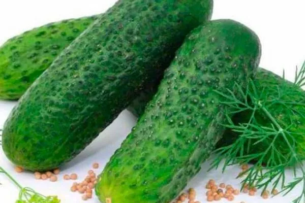 плоды огурцов Диригент6