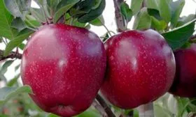 плоды описание яблони Чёрный принц6
