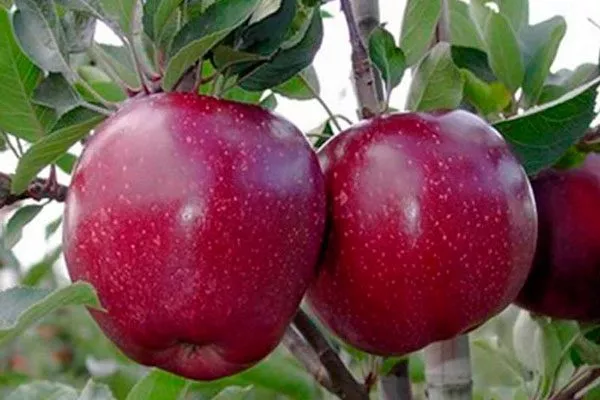 плоды описание яблони Чёрный принц6