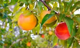 плоды Слива Персиковая Мичурина9