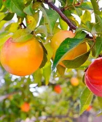 плоды Слива Персиковая Мичурина9