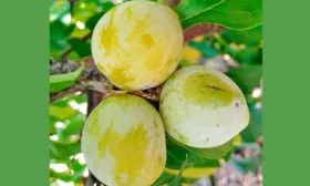 плоды сливы Белоснежка4